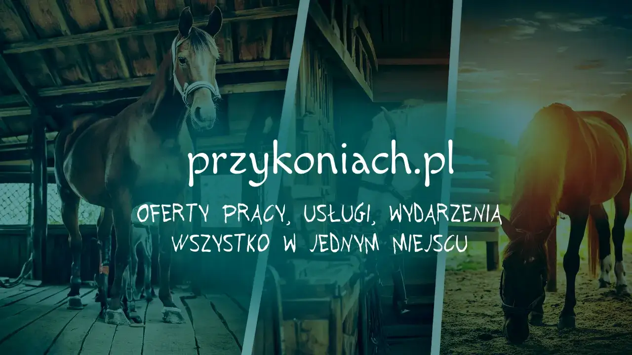 Zdjęcie Praca w stadninie koni z zakwaterowaniem – sprawdź oferty i wynagrodzenia