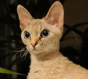 Zdjęcie Devon Rex dla alergika – czy to naprawdę hypoalergiczny kot?