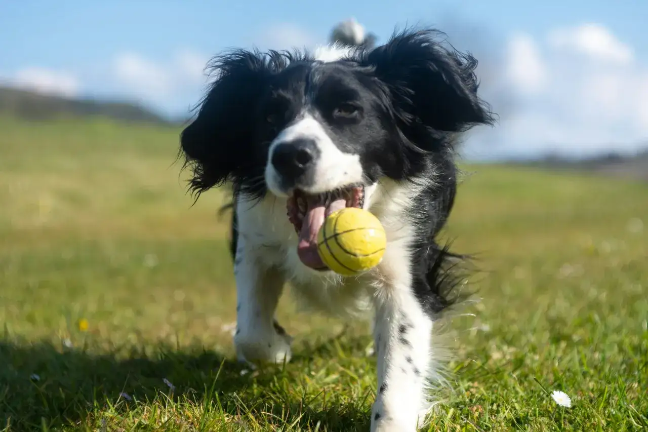 Un border collie corre feliz con una pelota amarilla en la boca. &iexcl;Perfecto para nombres de border collie!