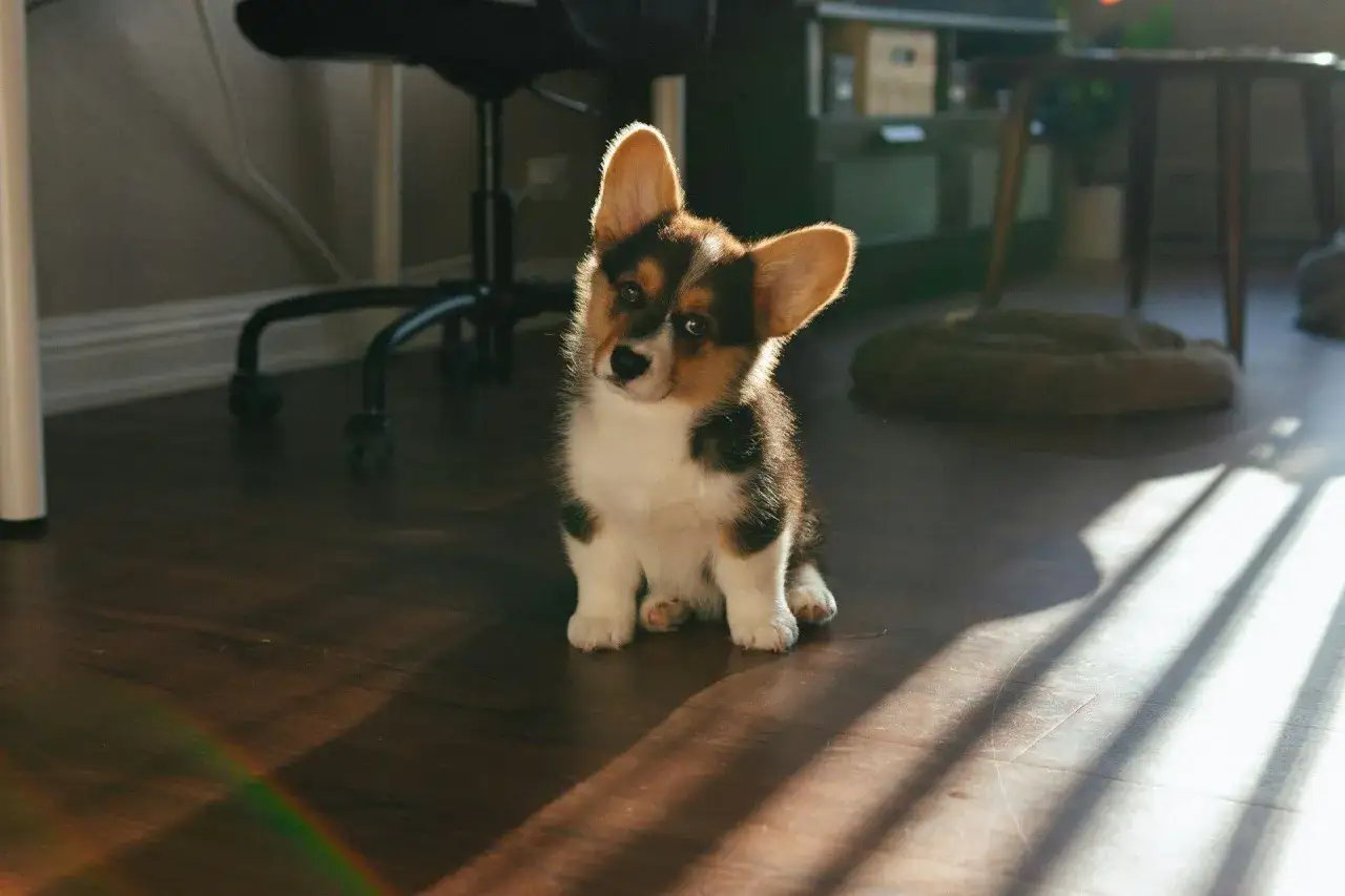 Mały, tr&oacute;jkolorowy corgi siedzi na drewnianej podłodze, gotowy kiedy ze szczeniakiem na spacer.