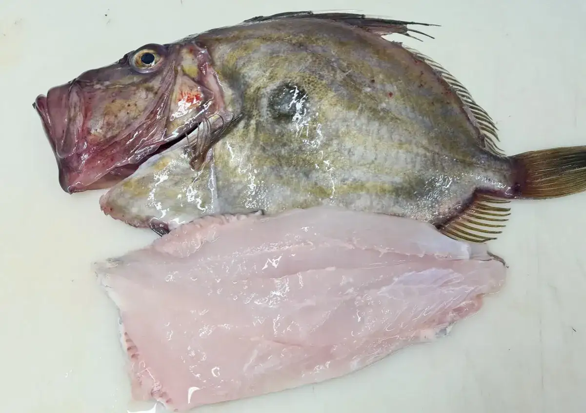 Un saint pierre poisson, prêt à être cuisiné, avec sa chair rose pâle et son corps aux reflets argentés.