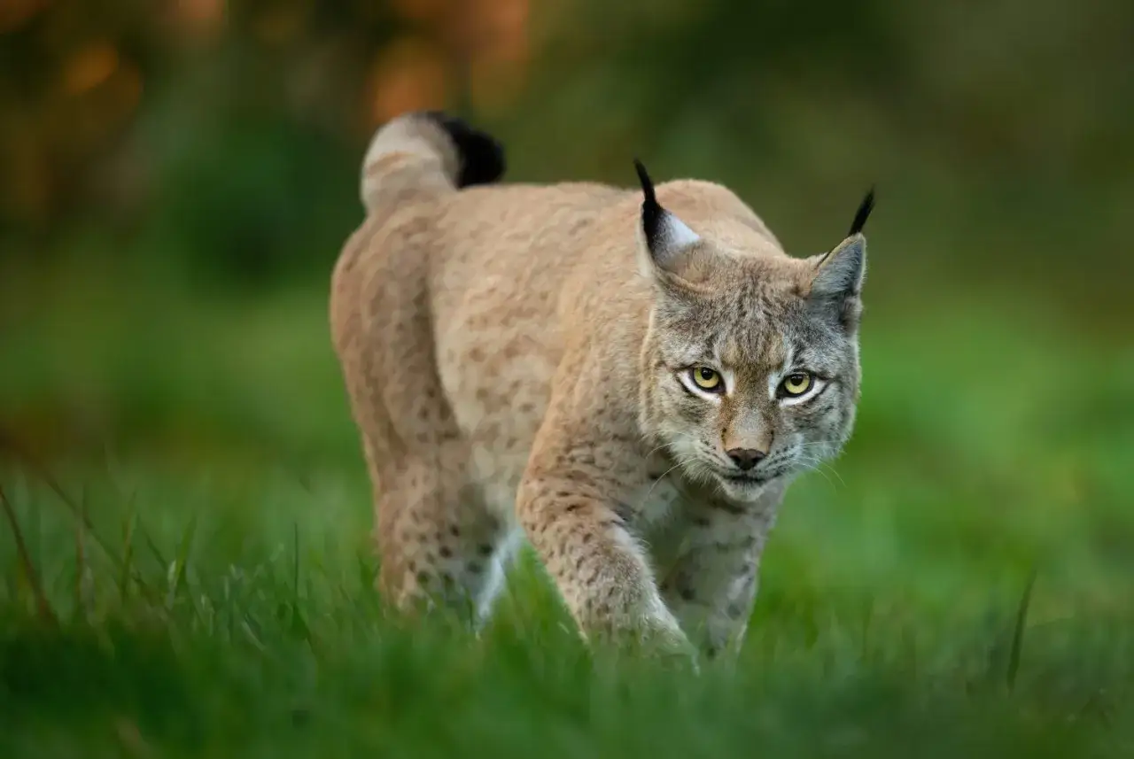Un lynx au pelage tachet&eacute;, aux yeux per&ccedil;ants et aux oreilles pointues, avance prudemment dans l'herbe verte. Sa taille imposante et sa d&eacute;marche f&eacute;line captivent le regard.