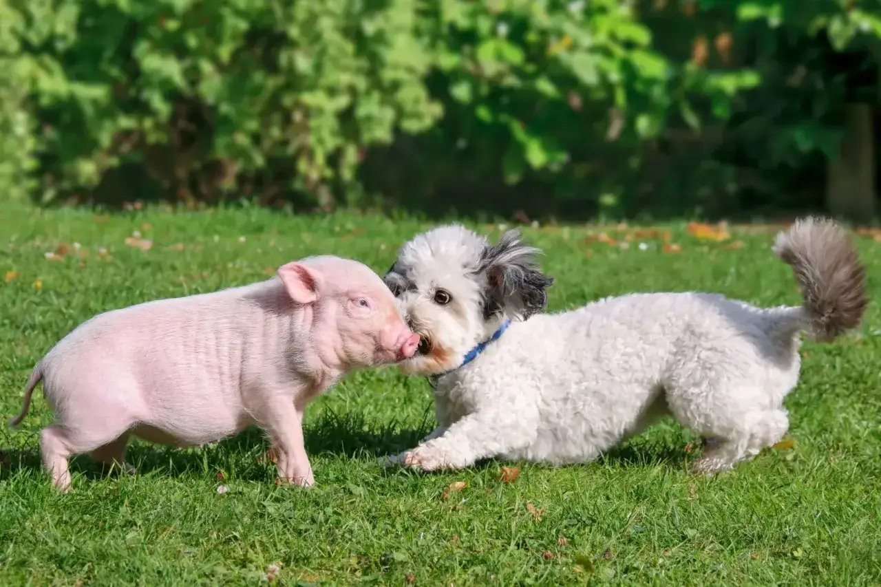 Un adorable cochon nain et un chiot blanc jouent dans l'herbe. Un bel exemple d'élevage cochon nain France, où les animaux sont élevés avec soin.
