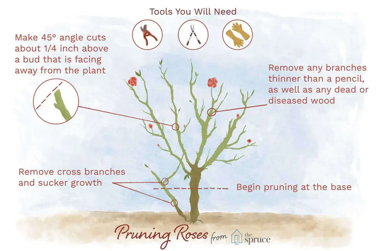 Illustration montrant la taille du laurier rose : outils, coupes &agrave; 45&deg;, suppression des branches mortes ou fines.