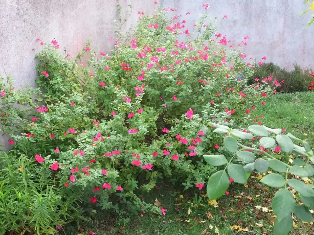 Un arbuste de sauge aux fleurs roses &eacute;clatantes, d'une taille g&eacute;n&eacute;reuse, fleurit pr&egrave;s d'un mur.