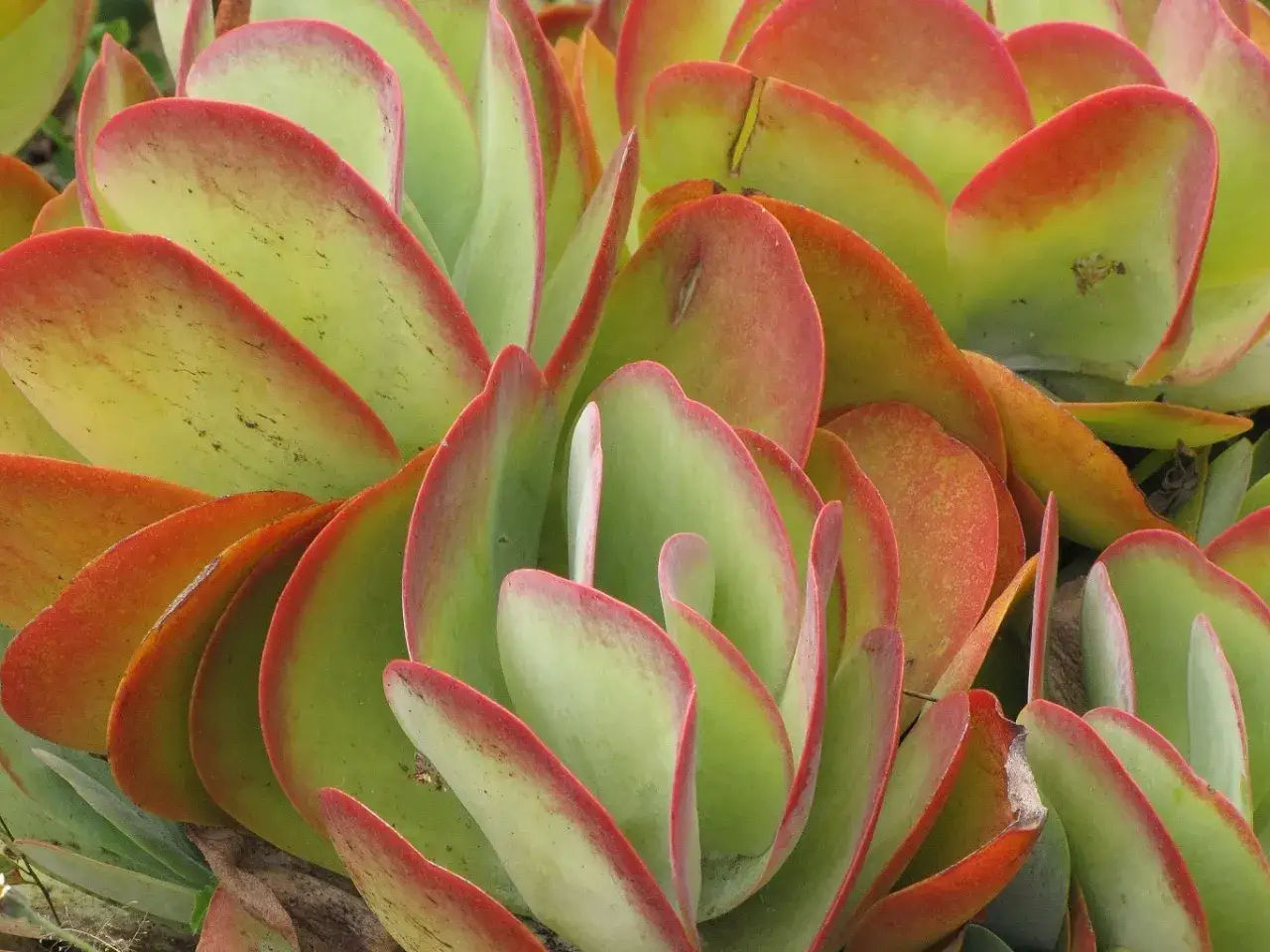 Feuilles charnues de kalanchoe thyrsiflora, vertes avec des bords rouge orang&eacute;, formant une texture dense et ondul&eacute;e.