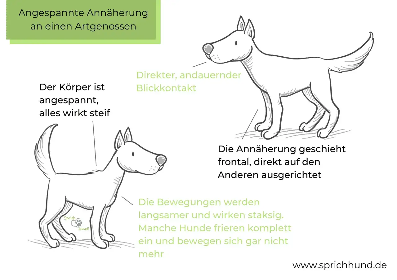Zwei Hunde nähern sich angespannt an. Einer bellt den anderen an, der Körper ist steif, Blickkontakt ist direkt.