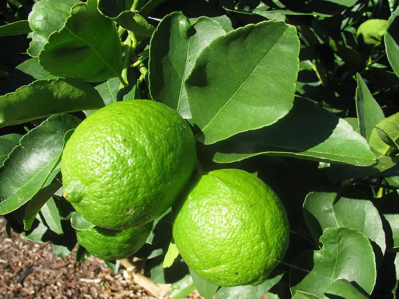 verschiedene Limettenarten Key Lime Persian Lime