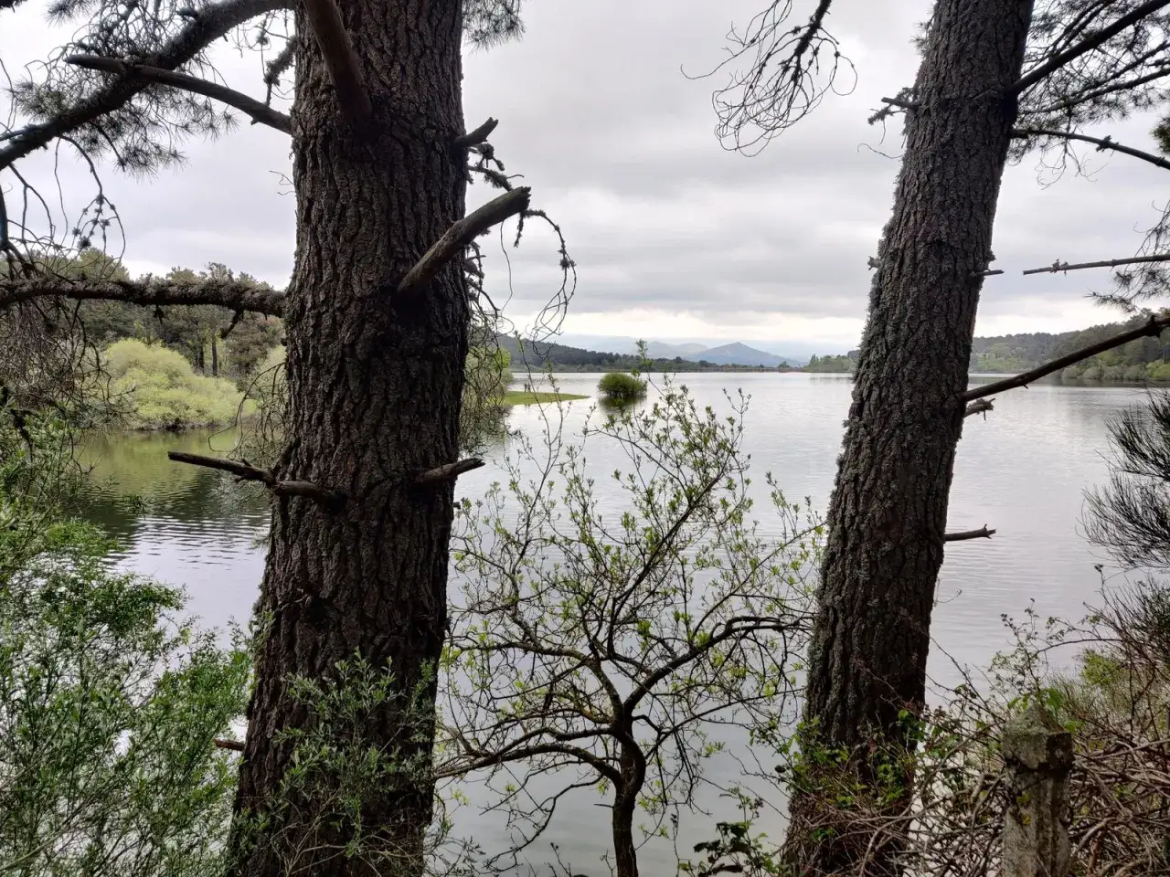 &Aacute;rboles en primer plano en la ruta del agua La Jarosa, con un lago tranquilo y monta&ntilde;as al fondo bajo un cielo nublado.