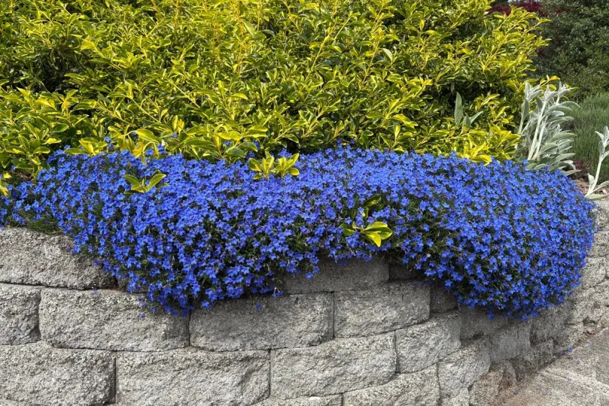 Niebieska lobelia kaskadowo spływa z kamiennego murku, tworząc dywan kwiatów. Czy lobelia jest wieloletnia? Tak, wiele odmian lobelii jest wieloletnich, pięknie ozdabiając ogród rok po roku.