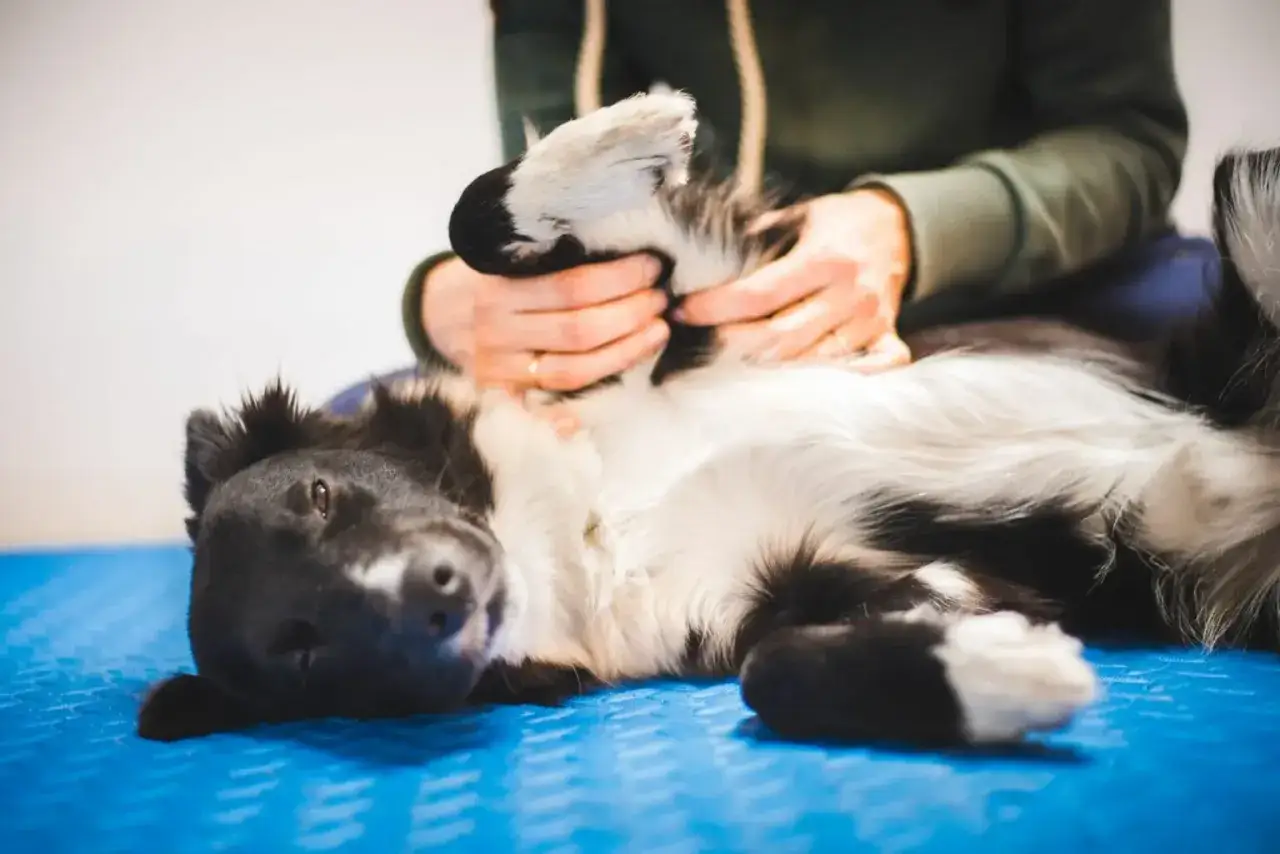 Un chien noir et blanc se repose sur le dos, recevant un massage apaisant. Ses pattes sont doucement manipul&eacute;es, signe d'un moment de d&eacute;tente.