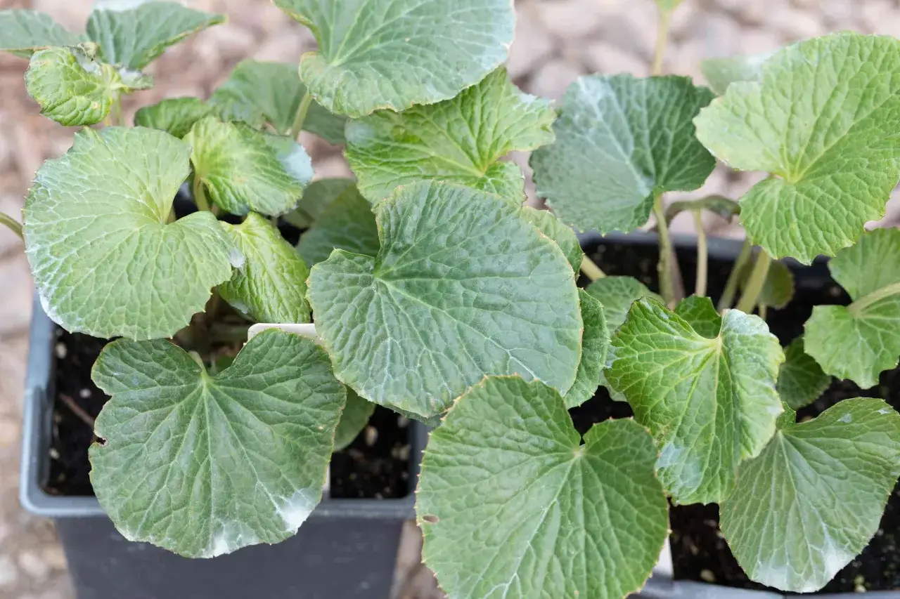 Sm&aring; wasabiplantor i krukor, redo att odla. Bladen &auml;r stora, gr&ouml;na och hj&auml;rtformade med tydliga &aring;dringar.