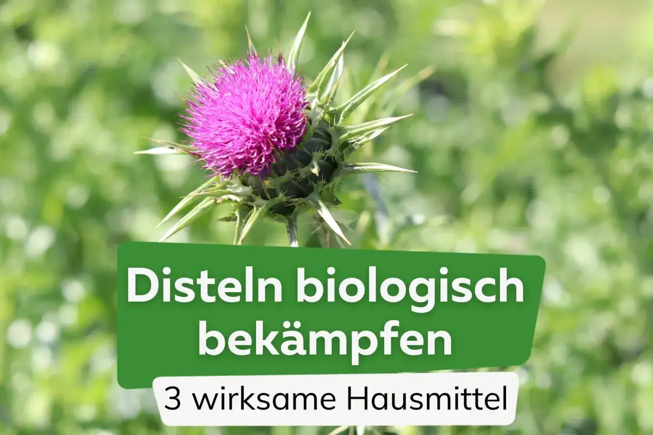 Eine lila Distelblüte mit stacheligen Blättern. Text: