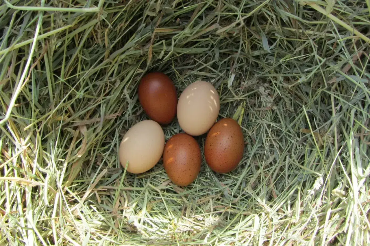 Cinq œufs, dont certains de poule Marans, reposent dans un nid douillet de paille fraîche.