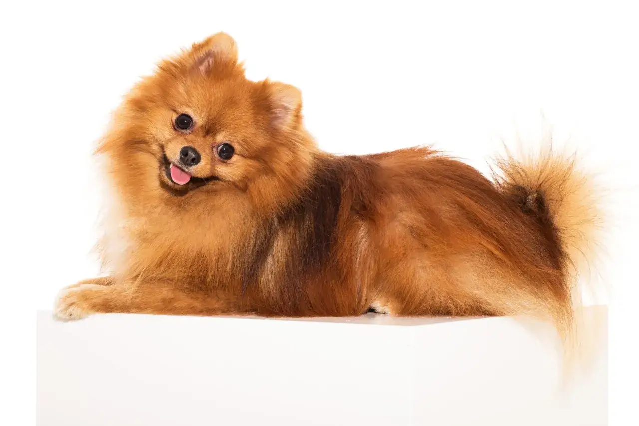 szpic miniaturowy pomeranian sierść