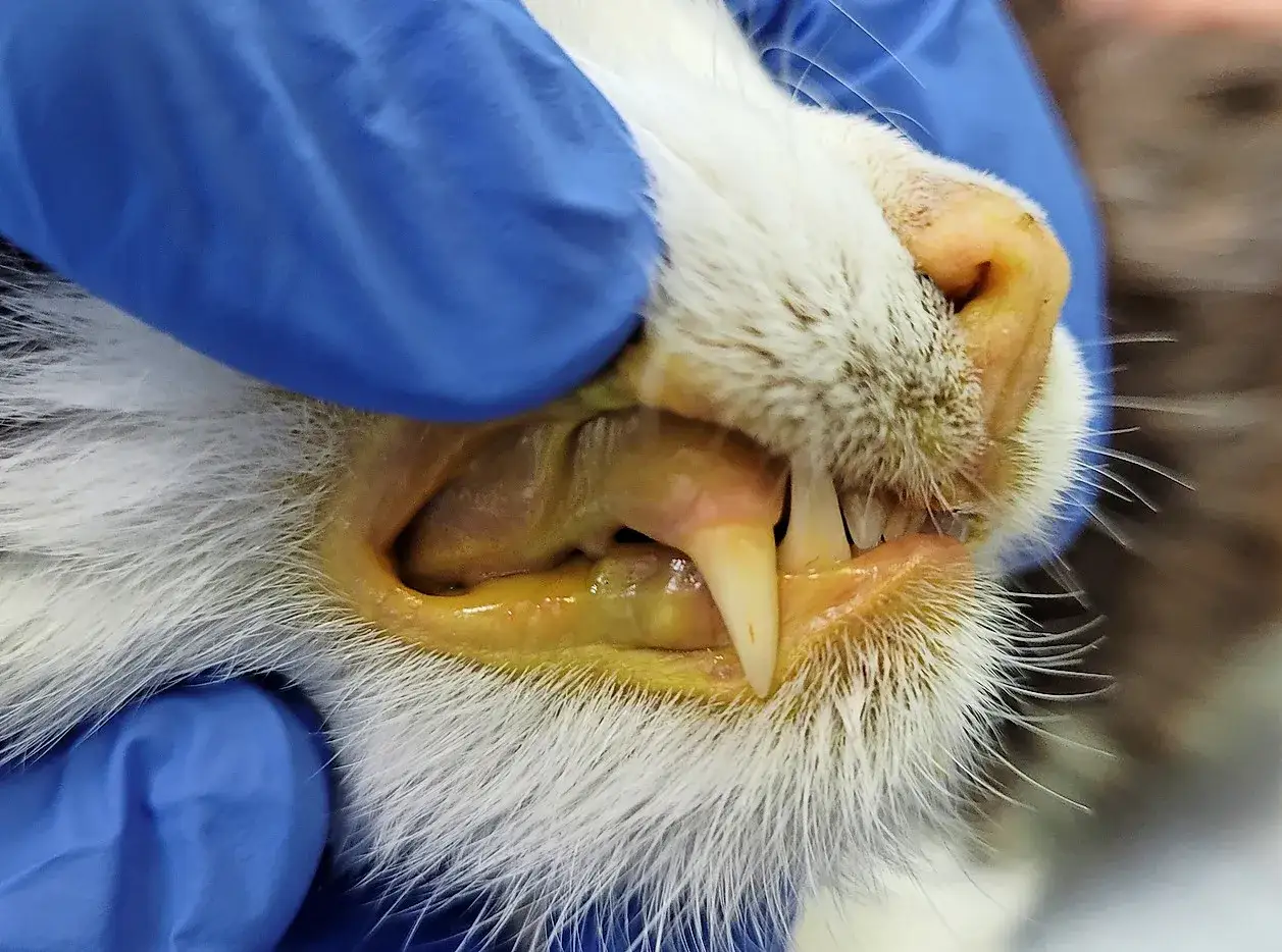 Tierarzt untersucht die gelben Augen und das Maul einer Katze. Die Z&auml;hne sind scharf, das Zahnfleisch ist gelblich.