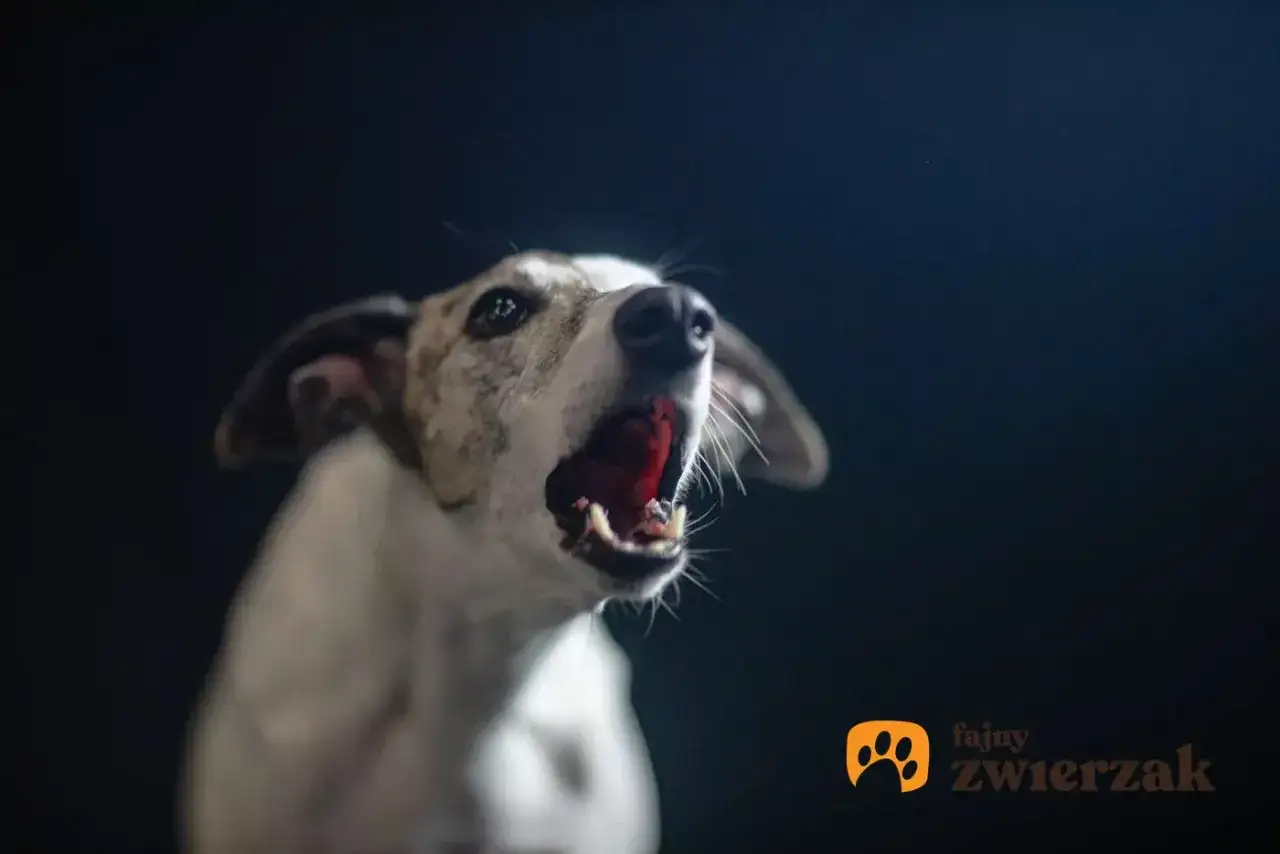 Pies szczeka w nocy, ostrzegając przed czymś w ciemności. Jego pysk jest szeroko otwarty, a oczy czujne.