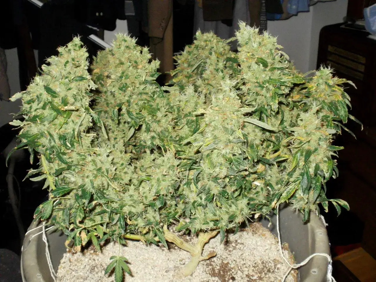 Pianta di cannabis con cime folte, risultato di tecniche come il **super cropping**, in vaso.