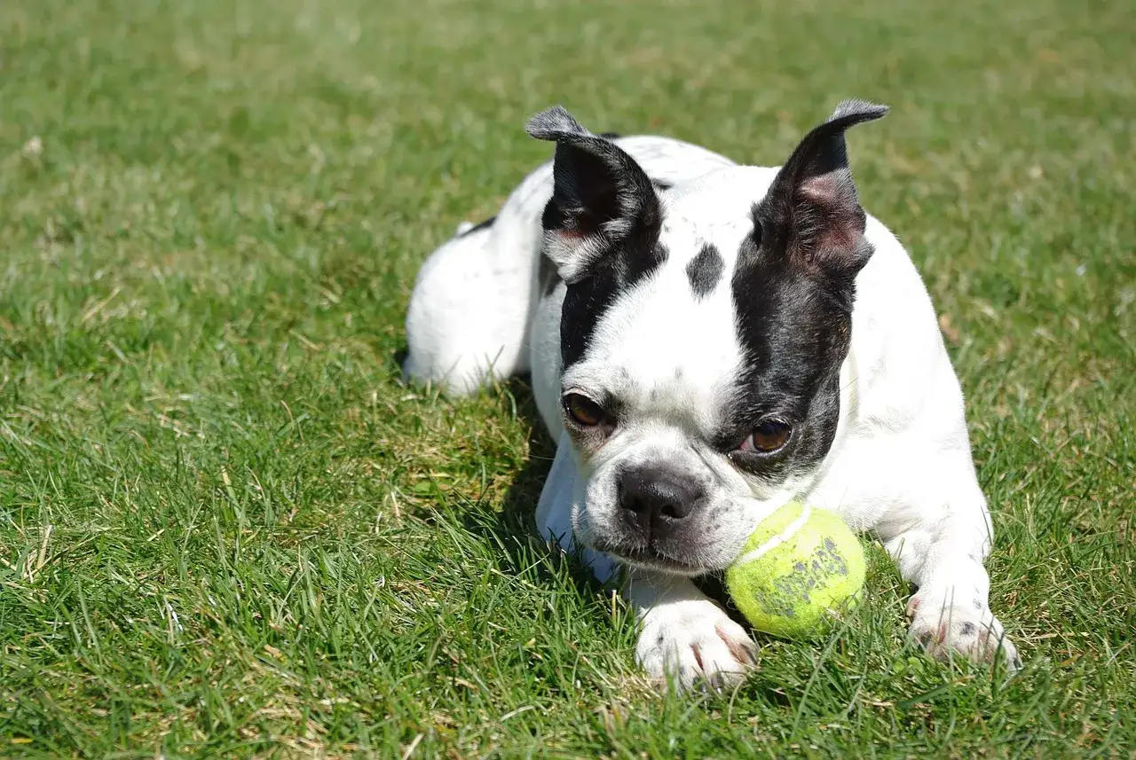 aktywny Boston Terrier vs spokojny Mops
