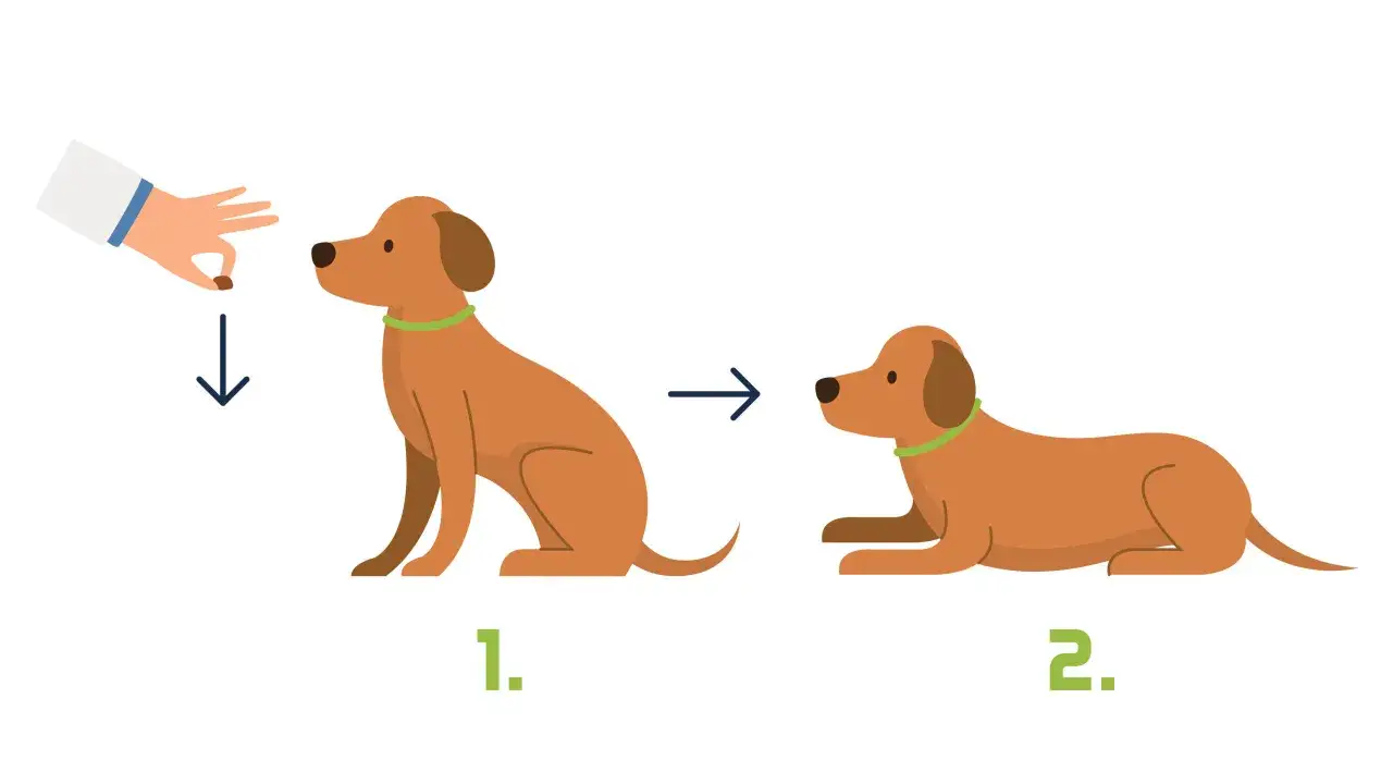 Schritt-f&uuml;r-Schritt-Anleitung, wie man einem Hund das 