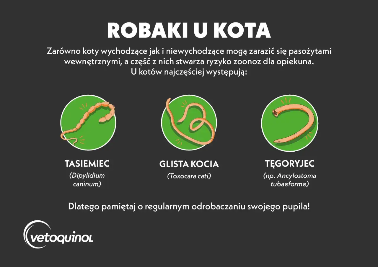 Grafika przedstawia trzy rodzaje robaków u kota: tasiemca, glistę kocią i tęgoryjca.