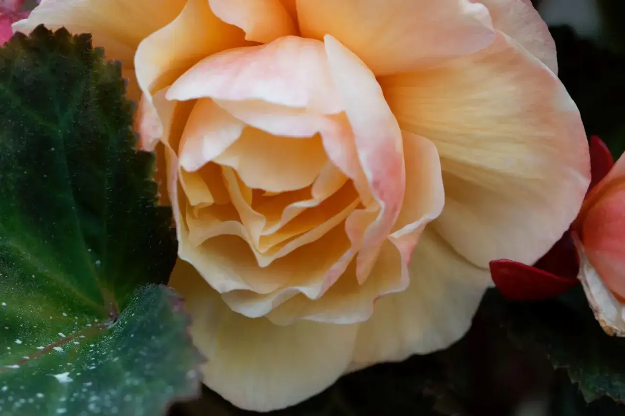 Delikatna, brzoskwiniowa begonia bulwiasta z różowymi akcentami na płatkach, otoczona ciemnozielonym, ząbkowanym liściem.