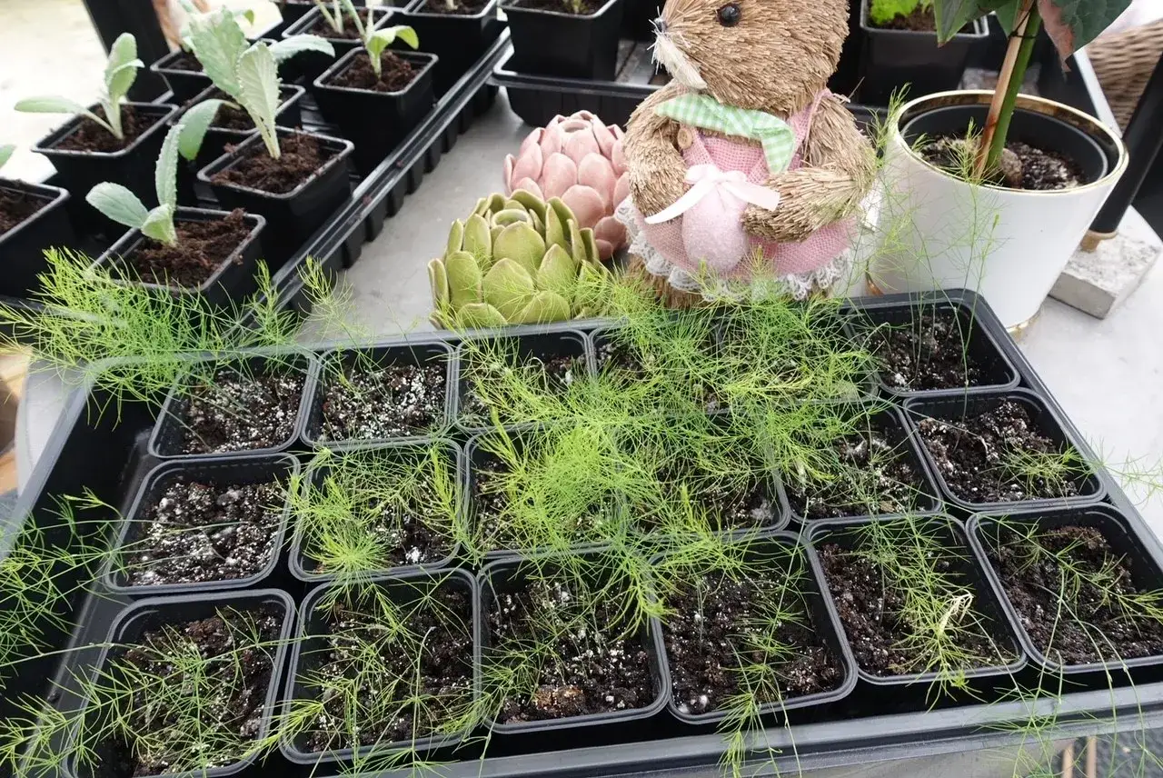 Små plantor av sparris i svarta krukor, redo att planteras. En söt teddybjörn och dekorativa kronärtskockor i bakgrunden.