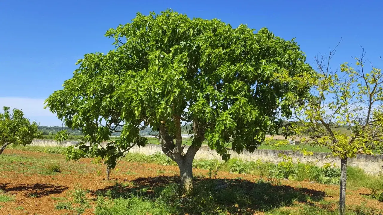 Ein üppiger Feigenbaum steht auf sonnigem Grund. Der ideale Feigenbaum Standort ist hier gut erkennbar: viel Licht und Wärme.