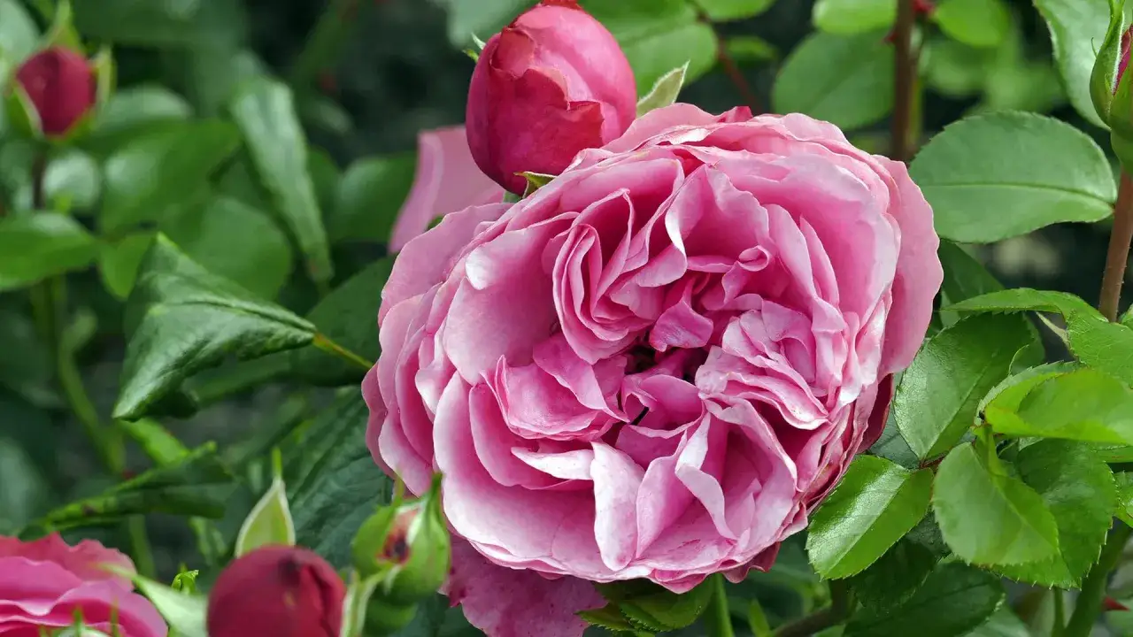 Eine zarte rosa Rose blüht, umgeben von Knospen und grünen Blättern. Perfekt, um zu wissen, wann Rosen pflanzen.
