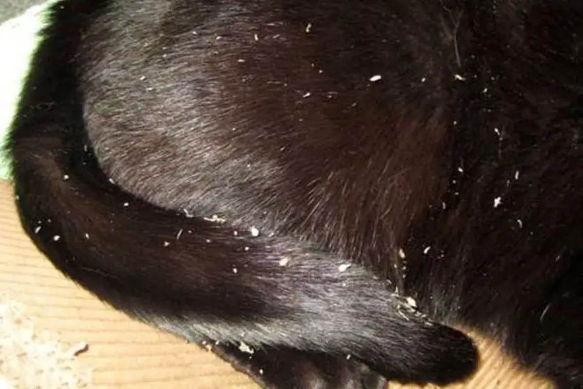 Schwarze Katze mit vielen weißen Schuppen auf dem Fell. Sieht aus, als hätte die Katze Schuppen.