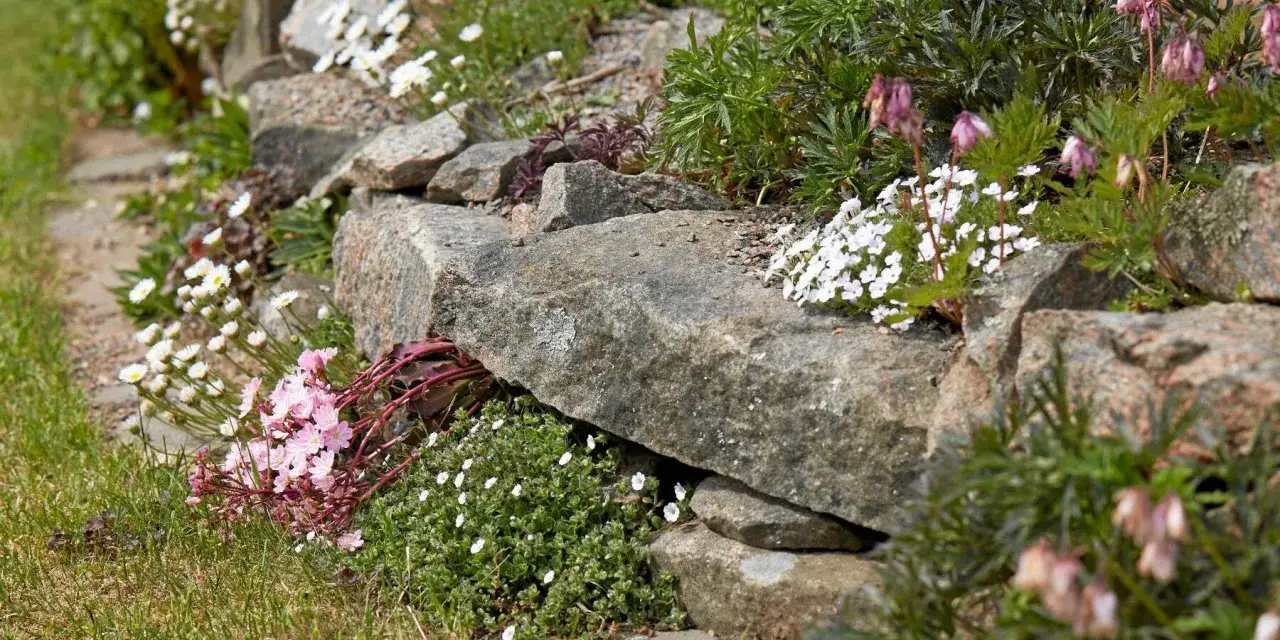 Vacker stenparti inspiration med rosa och vita blommor som klättrar bland stenarna. En inbjudande stig leder förbi.