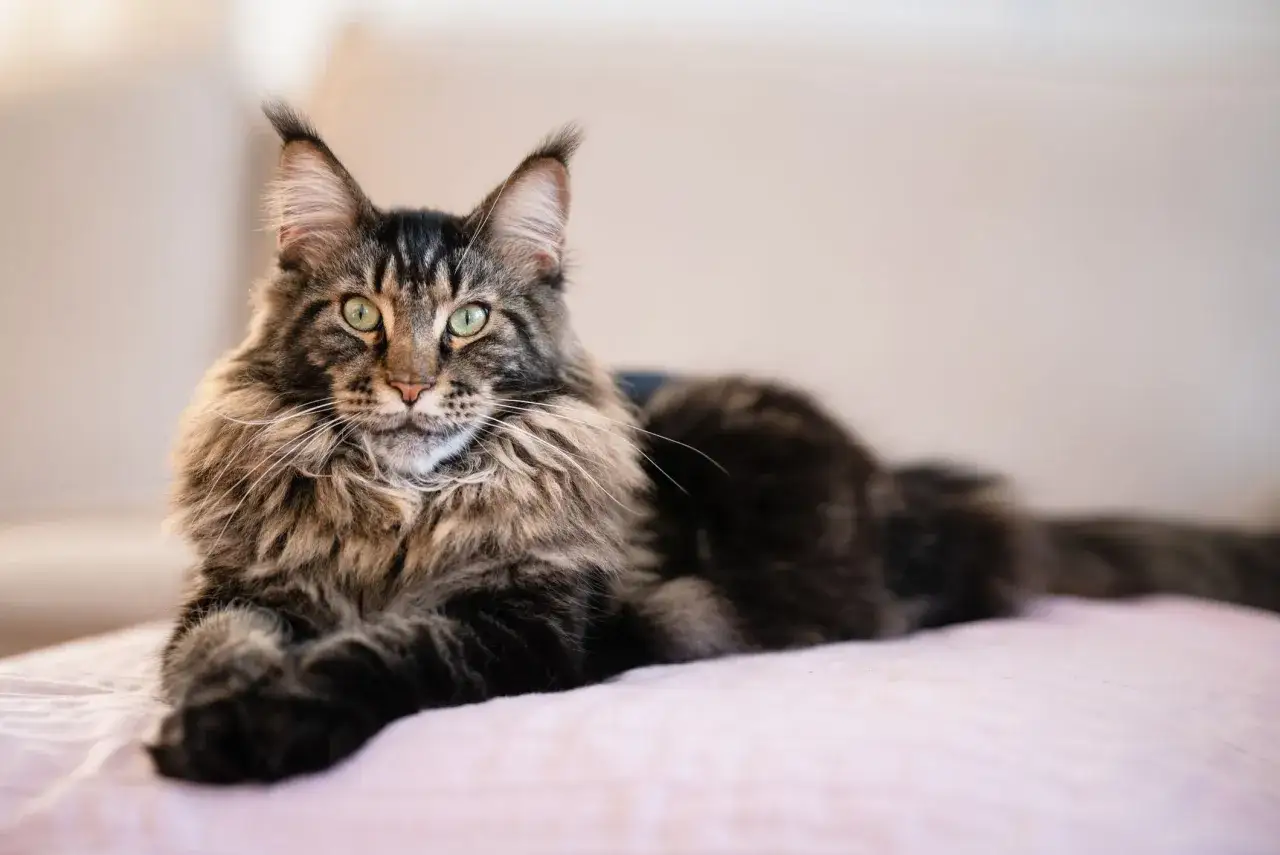 Majestatyczny kot rasy Maine Coon o zielonych oczach, z bujną grzywą i puszystym ogonem, emanuje spokojem. Jego **maine coon charakter** jest widoczny w łagodnym spojrzeniu.