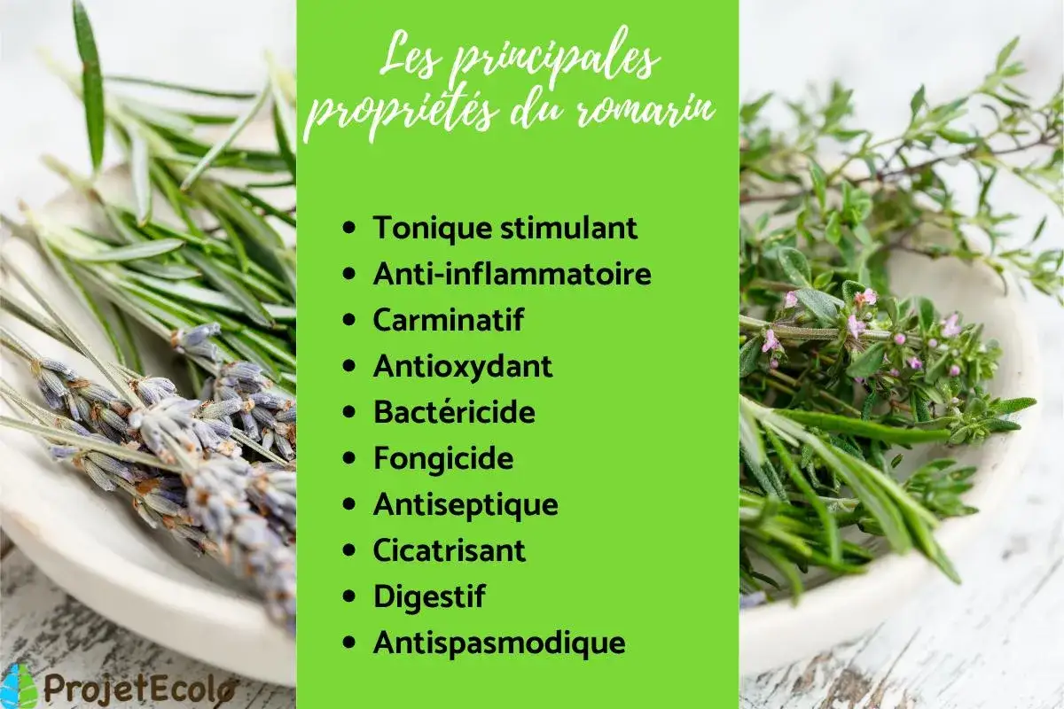 Les principales propriétés du romarin : tonique, anti-inflammatoire, antioxydant, digestif. Découvrez les bienfaits du romarin.