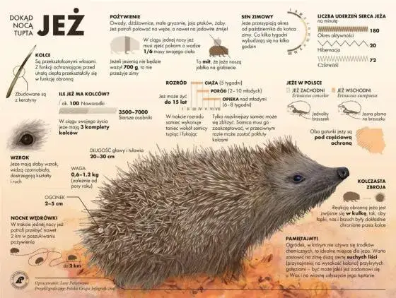 jeż węch słuch