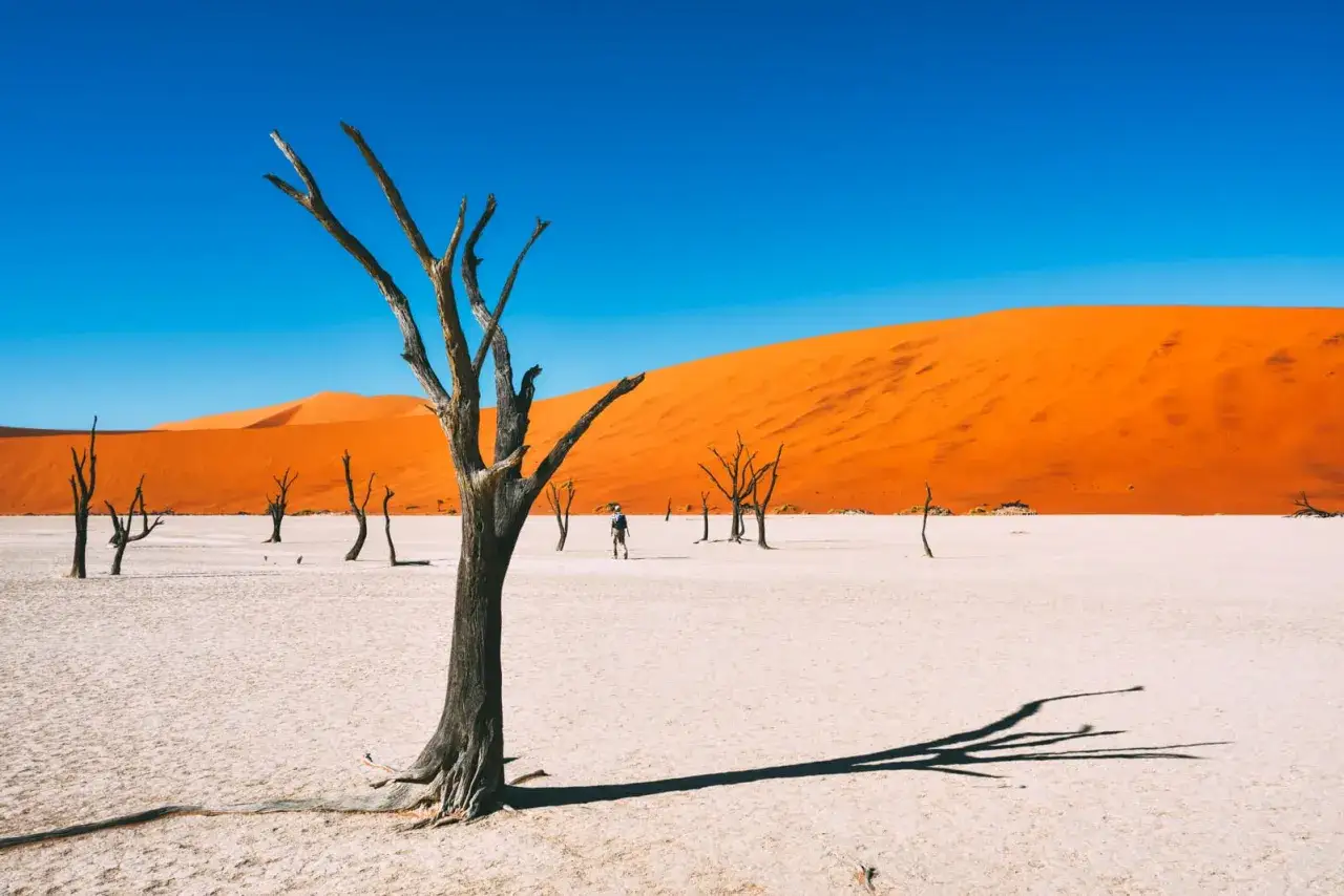 Pustynia Namib, niedaleko Windhoek, z wyschniętymi drzewami i pomarańczową wydmą.