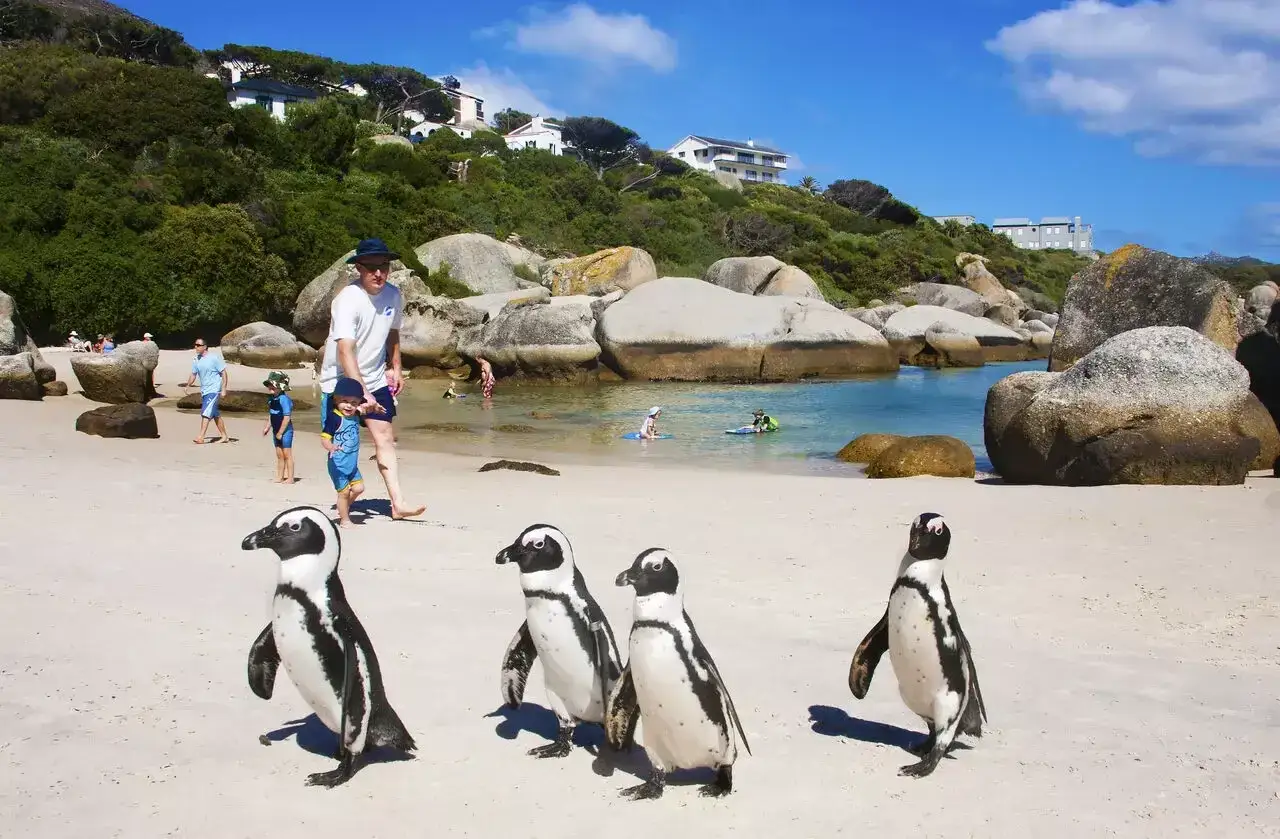 Urocze rpa pingwiny spacerują po plaży, podczas gdy ludzie odpoczywają w wodzie i na piasku.