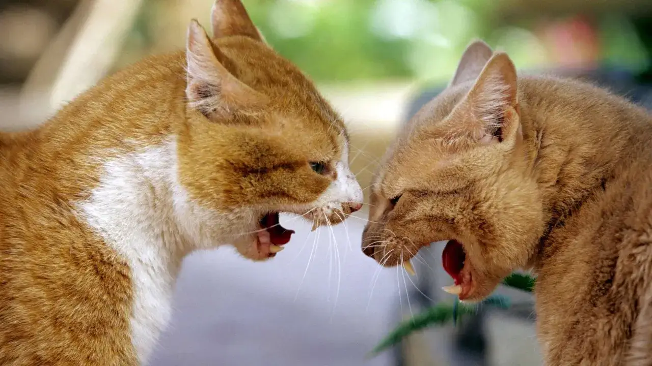 Zwei orangefarbene Katzen fauchen sich an, ihre Mäuler weit geöffnet und die Zähne entblößt. Ein dramatischer Moment des Konflikts.