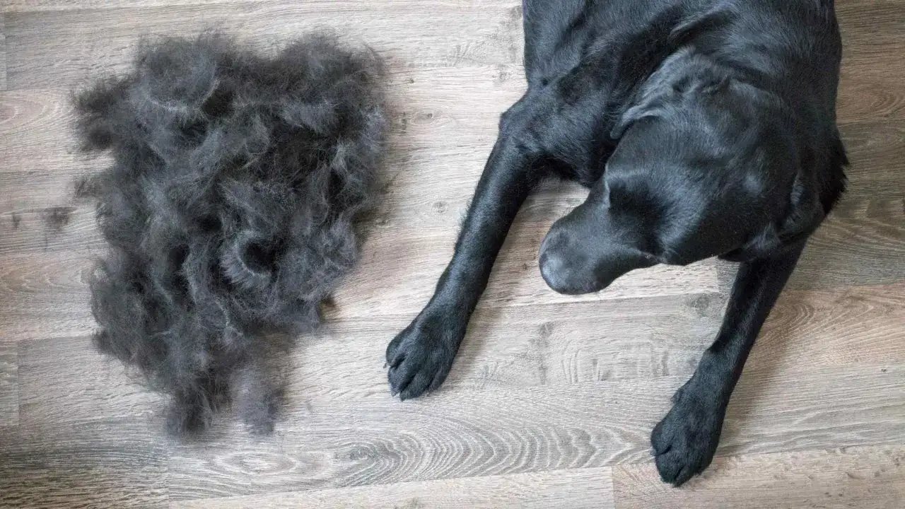 A pile of black dog fur next to a black lab. This is why is my dog shedding so much.