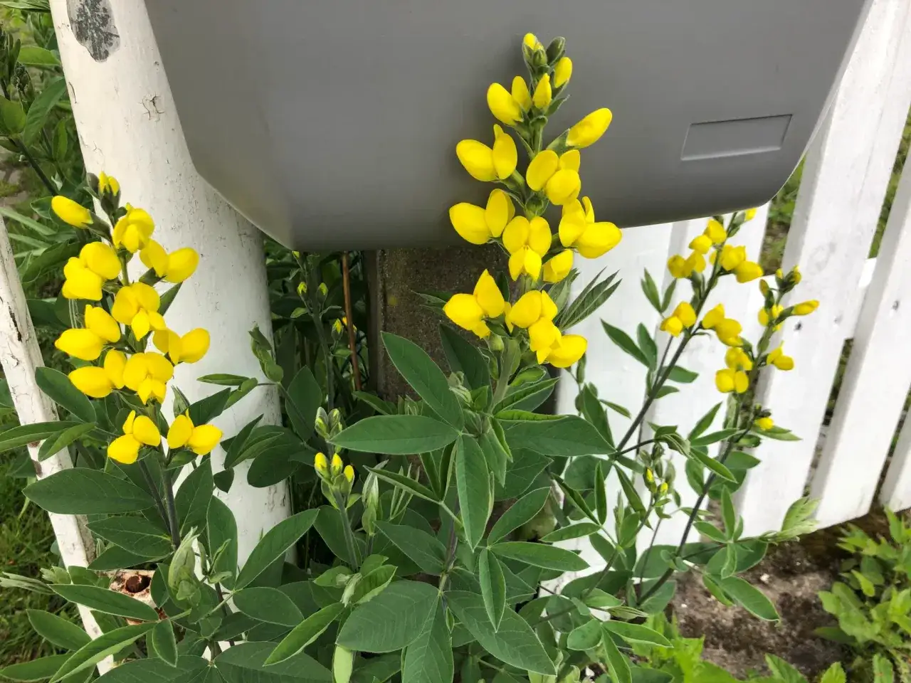 En gul buske med klara blommor v&auml;xer vid ett vitt staket och en gr&aring; brevl&aring;da.