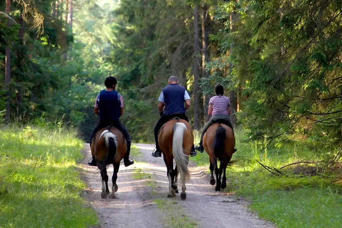 Drei Reiter genie&szlig;en ein pferd ausreiten auf einem Waldweg, umgeben von hohen B&auml;umen und gr&uuml;nem Gras.