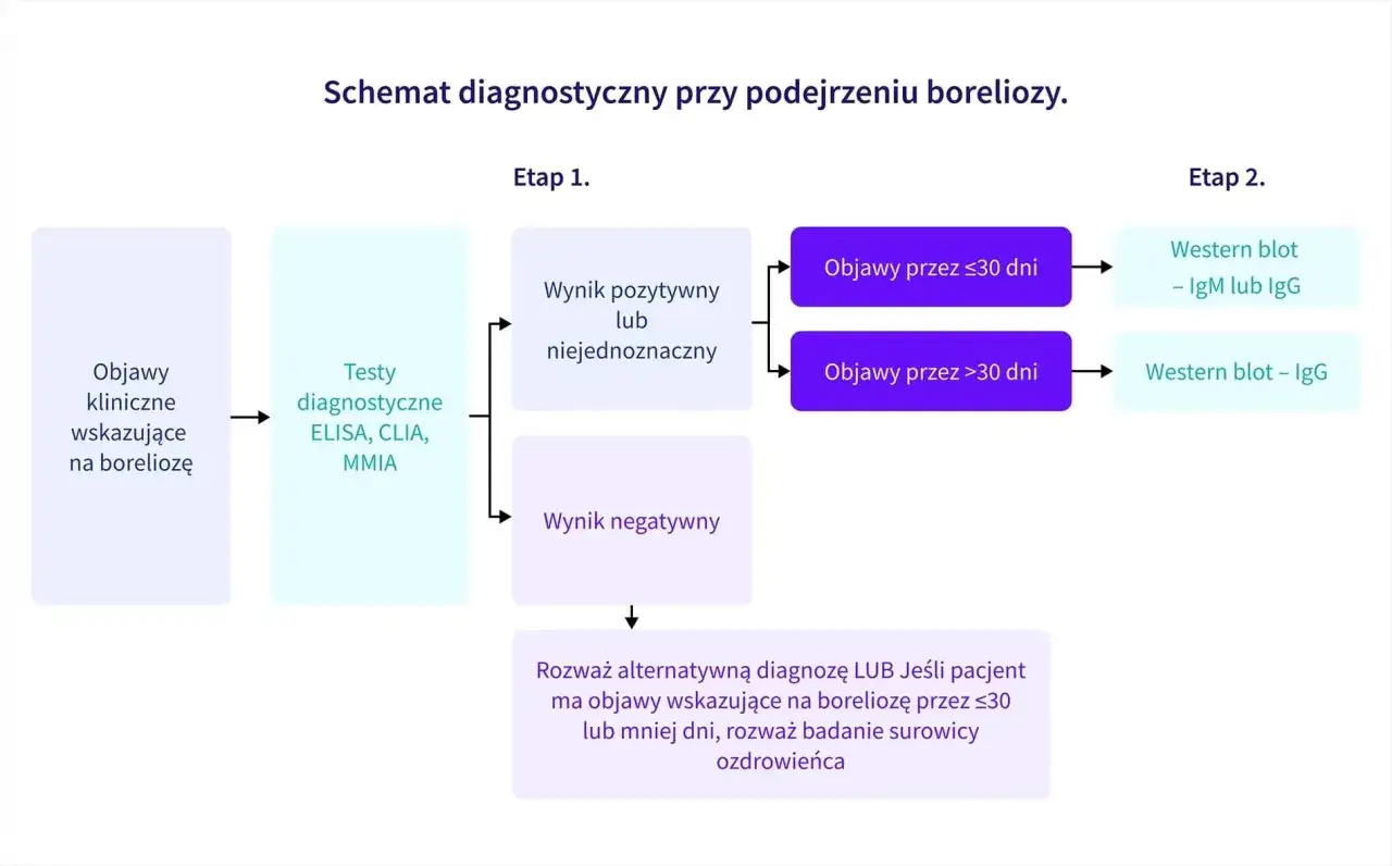 Schemat diagnostyczny boreliozy: objawy kliniczne, testy ELISA/CLIA/MMIA, a następnie Western blot w zależności od czasu trwania objawów.