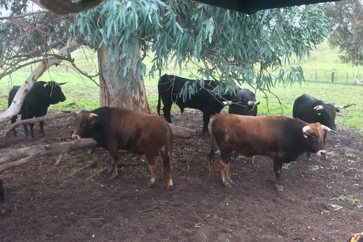 Toros bravos en un campo, parte de la ganader&iacute;a de julio de la puerta.
