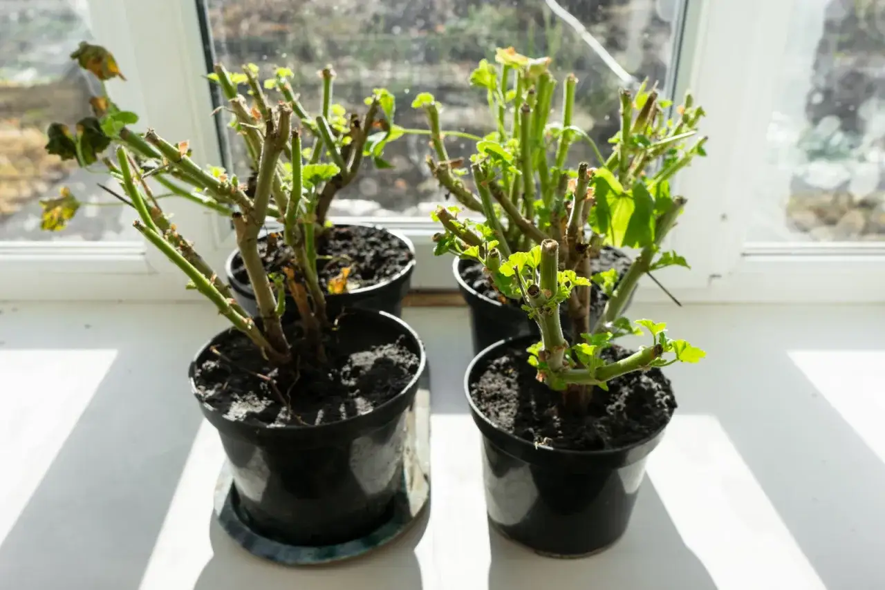 Cztery przycięte pelargonie w czarnych doniczkach na parapecie. Widać nowe pędy, co sugeruje, jak przycinać geranium, by odrosło.