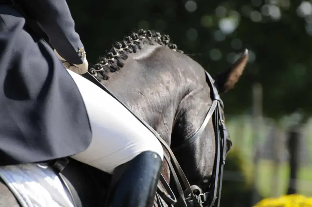 Ein Reiter in weißer Hose und dunklem Sakko sitzt auf einem geschorenen Pferd mit geflochtener Mähne. Ein Moment des Grand Prix Reitens.