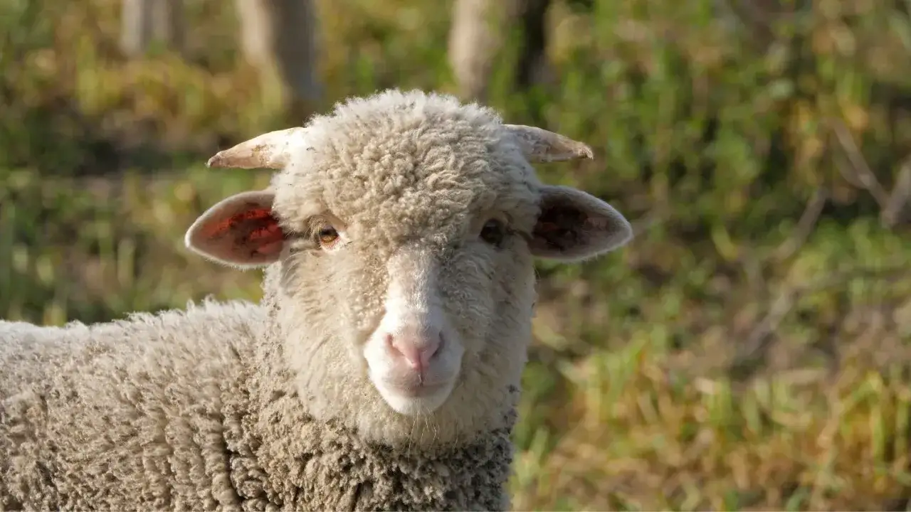 Ein Schaf mit wolligem Fell und kleinen H&ouml;rnern, das f&uuml;r mulesing-freie Wolle steht.