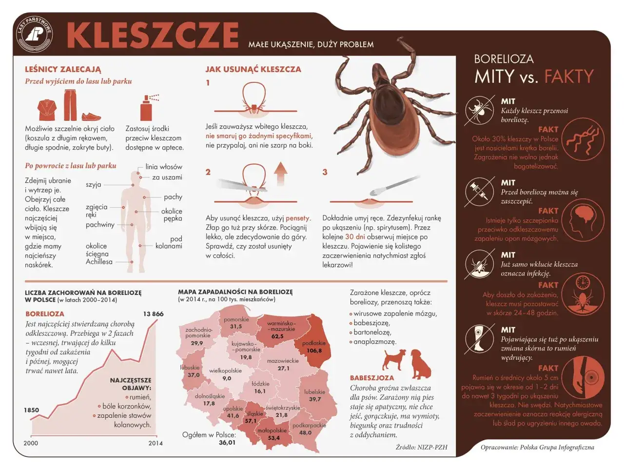 kleszcz głodny i najedzony porównanie