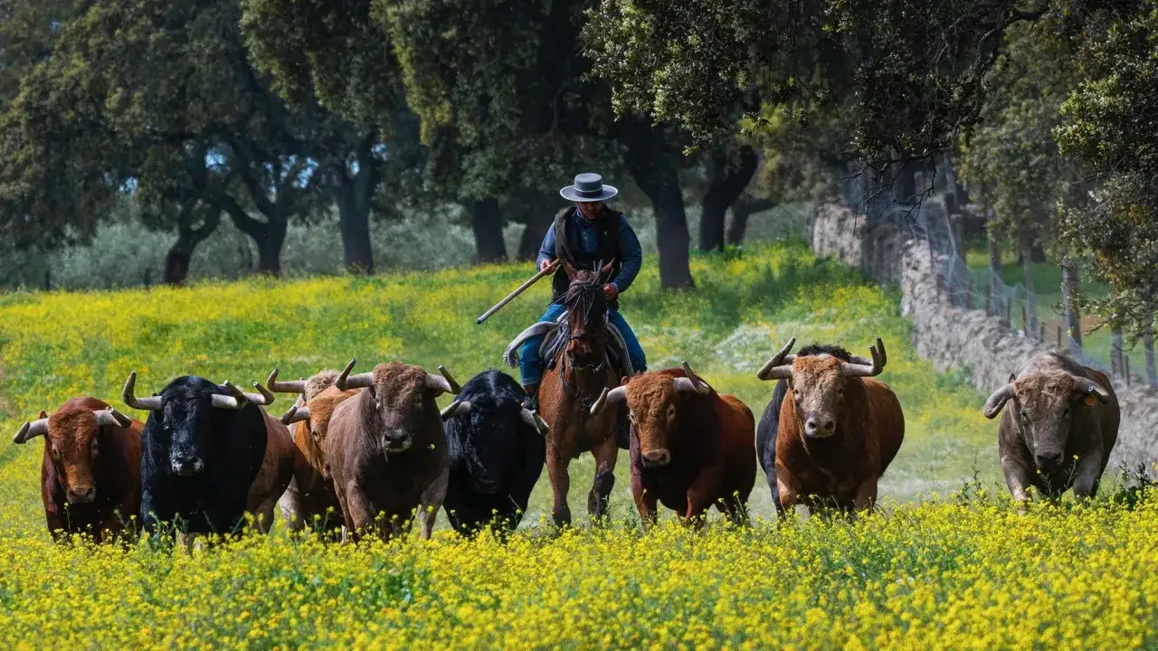Un jinete guía toros bravos en un campo de flores amarillas, evocando la ganadería más antigua de España.