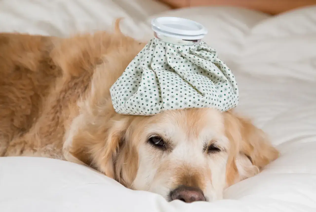 Un golden retriever malade avec une poche de glace sur la tête. On se demande combien de temps dure un rhume chez le chien.