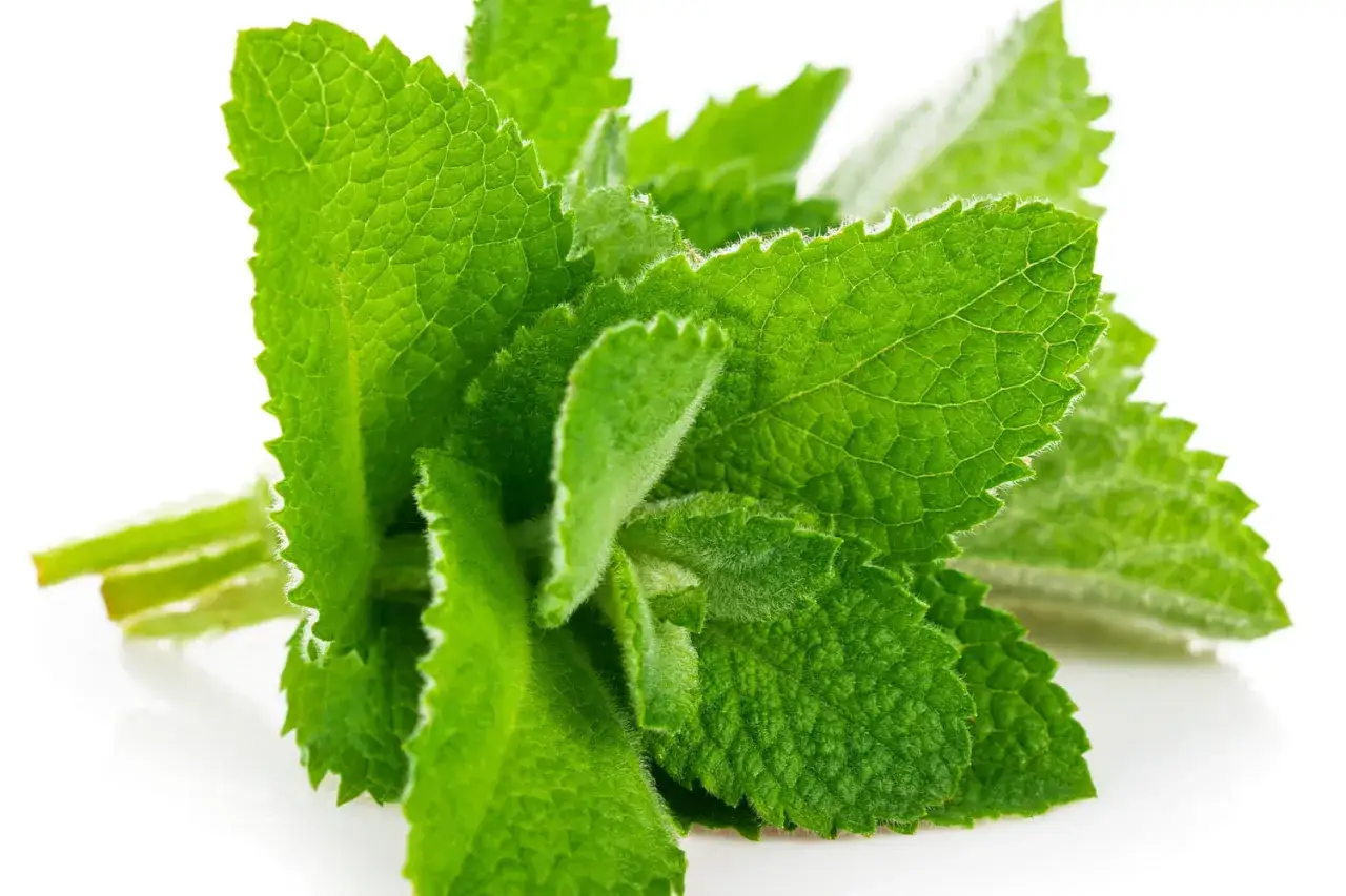 Un bouquet de menthe verte et veloutée, parfait pour apprendre comment conserver la menthe fraiche.