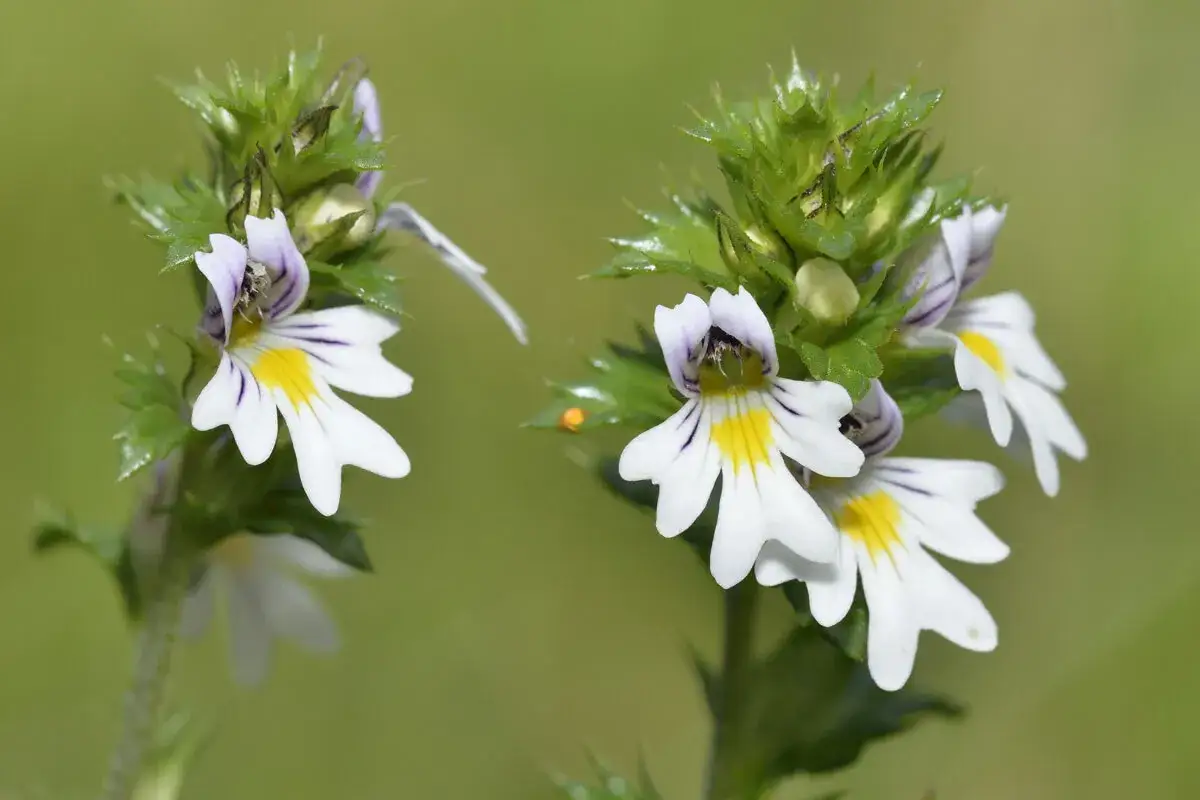 Zwei Bl&uuml;tenst&auml;nde von Euphrasia, auch Augentrost genannt, mit wei&szlig;en Bl&uuml;ten, gelben Flecken und violetten Streifen.